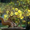 SOME SUGGESTIVE FLOWERS AND PLANTS FOR THE LUNAR NEW YEAR HOLIDAY (TET HOLIDAY)