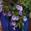 Some suggestive plants for balconies and terraces