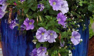 Some suggestive plants for balconies and terraces