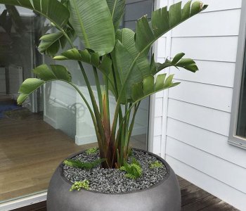 Why choosing light concrete planters for patio.