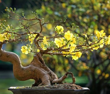 SOME SUGGESTIVE FLOWERS AND PLANTS FOR THE LUNAR NEW YEAR HOLIDAY (TET HOLIDAY)