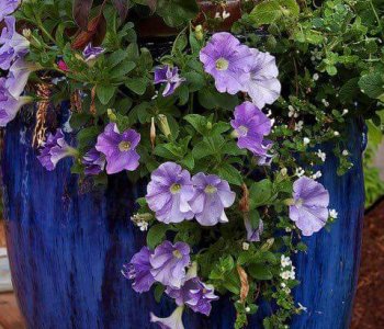 Some suggestive plants for balconies and terraces